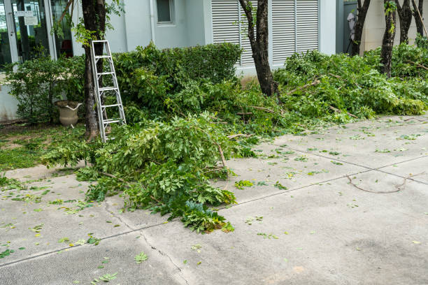 Seasonal Cleanup (Spring/Fall) in Pekin, IL