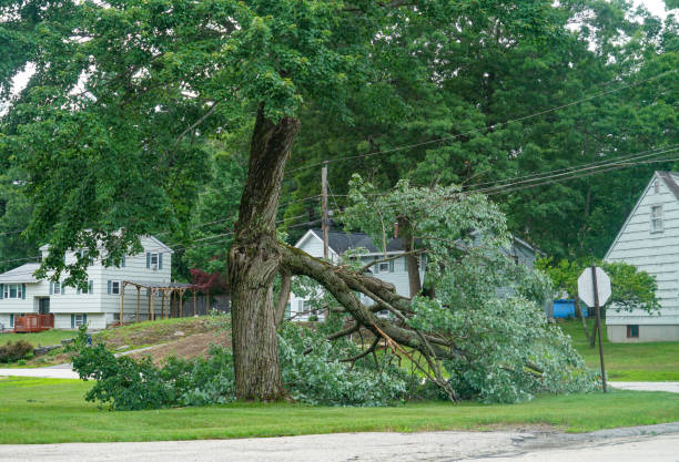 How Our Tree Care Process Works  in  Pekin, IL